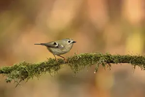 Birdwatching Prints: Goldcrest, Regulus regulus