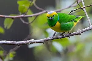 Images Dated 11th March 2020: Golden-browed Chlorophonia, Chlorophonia callophrys