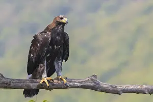 Images Dated 31st July 2016: Golden Eagle