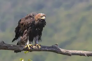 Images Dated 31st July 2016: Golden Eagle