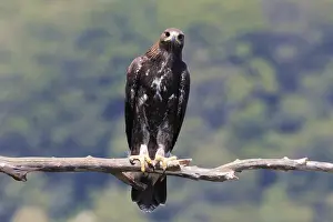 Images Dated 31st July 2016: Golden Eagle