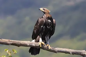 Images Dated 31st July 2016: Golden Eagle