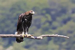 Images Dated 31st July 2016: Golden Eagle