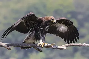 Images Dated 31st July 2016: Golden Eagle