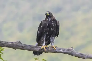 Images Dated 31st July 2016: Golden Eagle