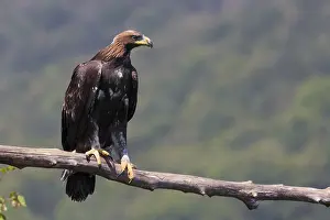 Images Dated 31st July 2016: Golden Eagle