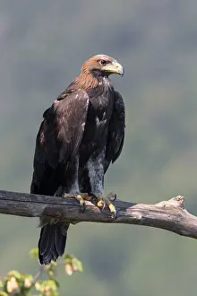 Images Dated 31st July 2016: Golden Eagle