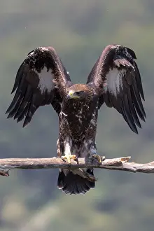 Images Dated 31st July 2016: Golden Eagle
