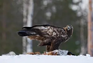 2008 Prints: Golden Eagle, Steenarend, Aquila chrysaetos