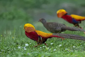 : Golden Pheasant, Chrysolophus pictus