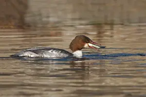 2010 Prints: Goosander, Grote Zaagbek, Mergus Merganser