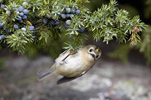 Images Dated 9th October 2010: Goudhaan, Goldcrest, Regulus regulus
