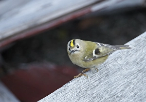 Images Dated 3rd October 2010: Goudhaan, Goldcrest, Regulus regulus