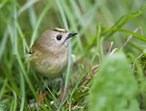 Images Dated 3rd October 2010: Goudhaan, Goldcrest, Regulus regulus