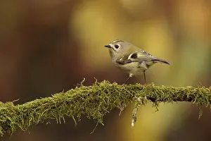 Doortrekker Prints: Goudhaan; Goldcrest; Regulus regulus