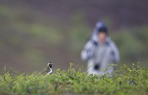 Images Dated 17th June 2007: Goudplevier, European Golden Plover, Pluvialis apricaria