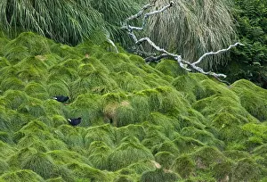 Images Dated 26th March 2006: Goughwaterhoen, Gough Island Moorhen, Gallinula comeri