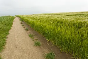 Duijvenboden Prints: graan; wheat