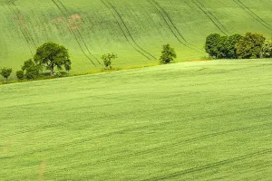 Heuvels Prints: Graanakkers, Corn fields