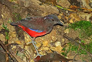 2014 Prints: Graceful pitta, Erythropitta venusta