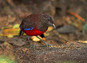 2014 Prints: Graceful pitta, Erythropitta venusta