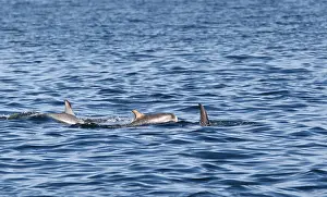 Images Dated 20th August 2010: Gramper, Risso's Dolphin, Grampus griseus