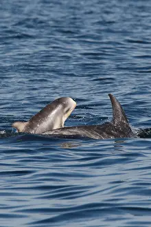 Images Dated 20th August 2010: Gramper, Risso's Dolphin, Grampus griseus