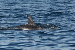 Images Dated 20th August 2010: Gramper, Risso's Dolphin, Grampus griseus