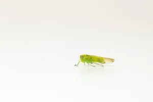 White Background Prints: Grape leafhopper, Empoasca vitis