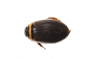 Images Dated 23rd April 2021: Graphoderus cinereus