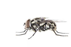Muscidae Prints: Graphomya maculata