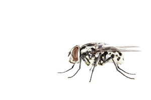 Muscidae Prints: Graphomya maculata