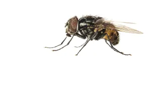 Muscidae Prints: Graphomya maculata