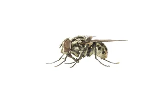Muscidae Prints: Graphomya maculata