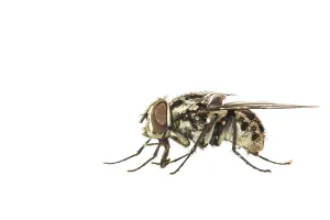White Background Prints: Graphomya maculata