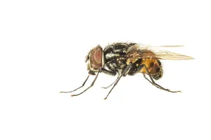 White Background Prints: Graphomya maculata