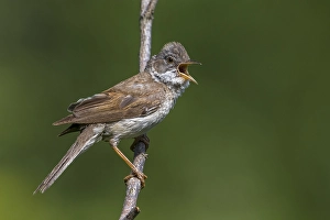Images Dated 25th June 2015: Grasmus; Common Whitethroat; Sylvia communis