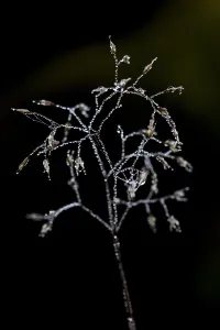 Peat Bog Prints: Grass with dew drops