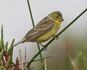 2000 Prints: Grassland Yellow Finch (Sicalis luteola luteiventris)