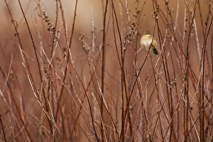 Images Dated 14th March 2009: Graszanger, Zitting Cisticola, Cisticola juncidis
