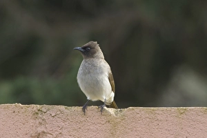 Images Dated 19th February 2006: Grauwe Buulbuul, Common Bulbul, Pycnonotus barbatus