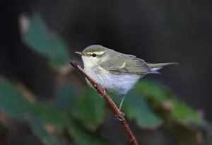 Shetland Eilanden Prints: Grauwe Fitis, Greenish Warbler, Phylloscopus trochiloides