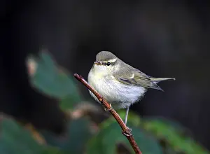 Shetland Eilanden Prints: Grauwe Fitis, Greenish Warbler, Phylloscopus trochiloides