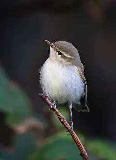 Shetland Eilanden Prints: Grauwe Fitis, Greenish Warbler, Phylloscopus trochiloides