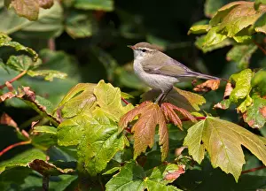 Shetland Eilanden Prints: Grauwe Fitis, Greenish Warbler, Phylloscopus trochiloides