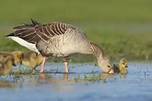 Images Dated 19th April 2014: Grauwe Gans, Grey-lag Goose, Anser anser