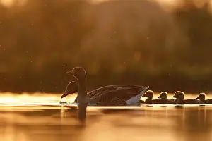 2018 Prints: Grauwe gans; Greylag Goose; Anser anser