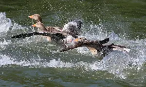 Images Dated 5th June 2015: Grauwe gans Greylag Goose Anser anser