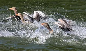 Images Dated 5th June 2015: Grauwe gans Greylag Goose Anser anser