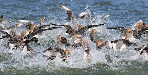 Images Dated 5th June 2015: Grauwe Gans, Greylag Goose, Anser anser